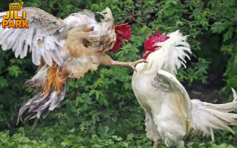 S128 Cockfighting: A Premier Destination for Enthusiasts 3 S128 Cockfighting Betting Options