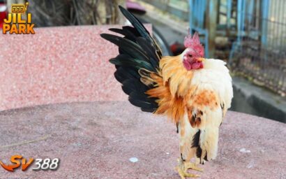 SV388 Lobby at Jilipark – The Premier Hub for Cockfighting Betting