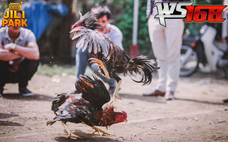 WS168 Sabong – The Premier Arena You Shouldn’t Miss in 2025 1 WS168 Sabong – The Premier Arena You Shouldn’t Miss in 2025