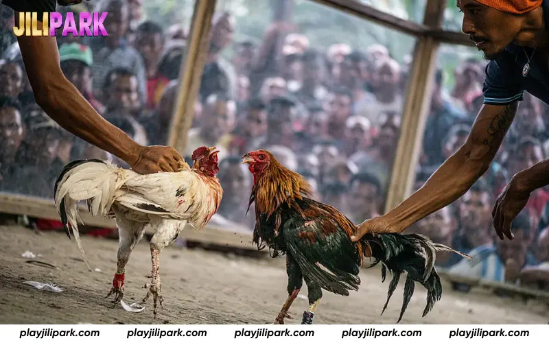 Smart betting tips for cockfighting matches