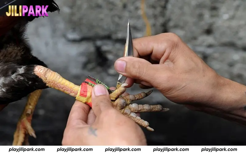 Fast and intense knife-spur cockfighting match