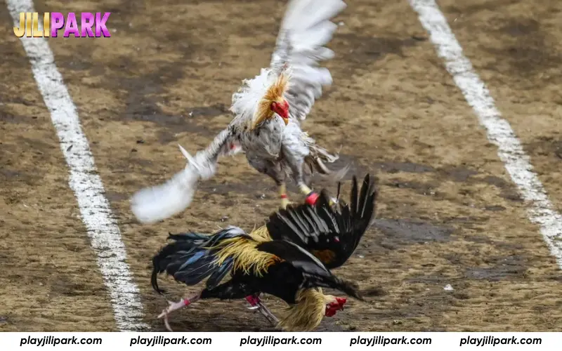 Pre-match rooster details displayed before fights