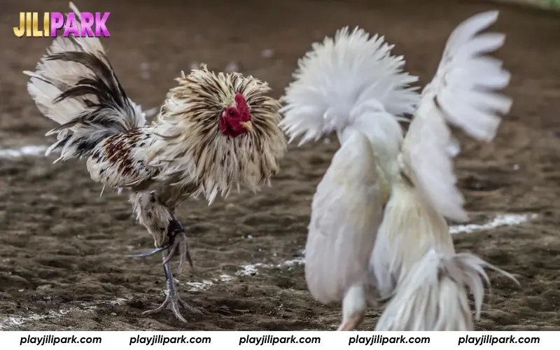 Live cockfighting action inside the Thomo Lobby arena.